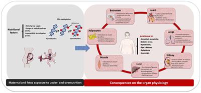 Developmental Origins of Cardiometabolic Diseases: Role of the Maternal Diet